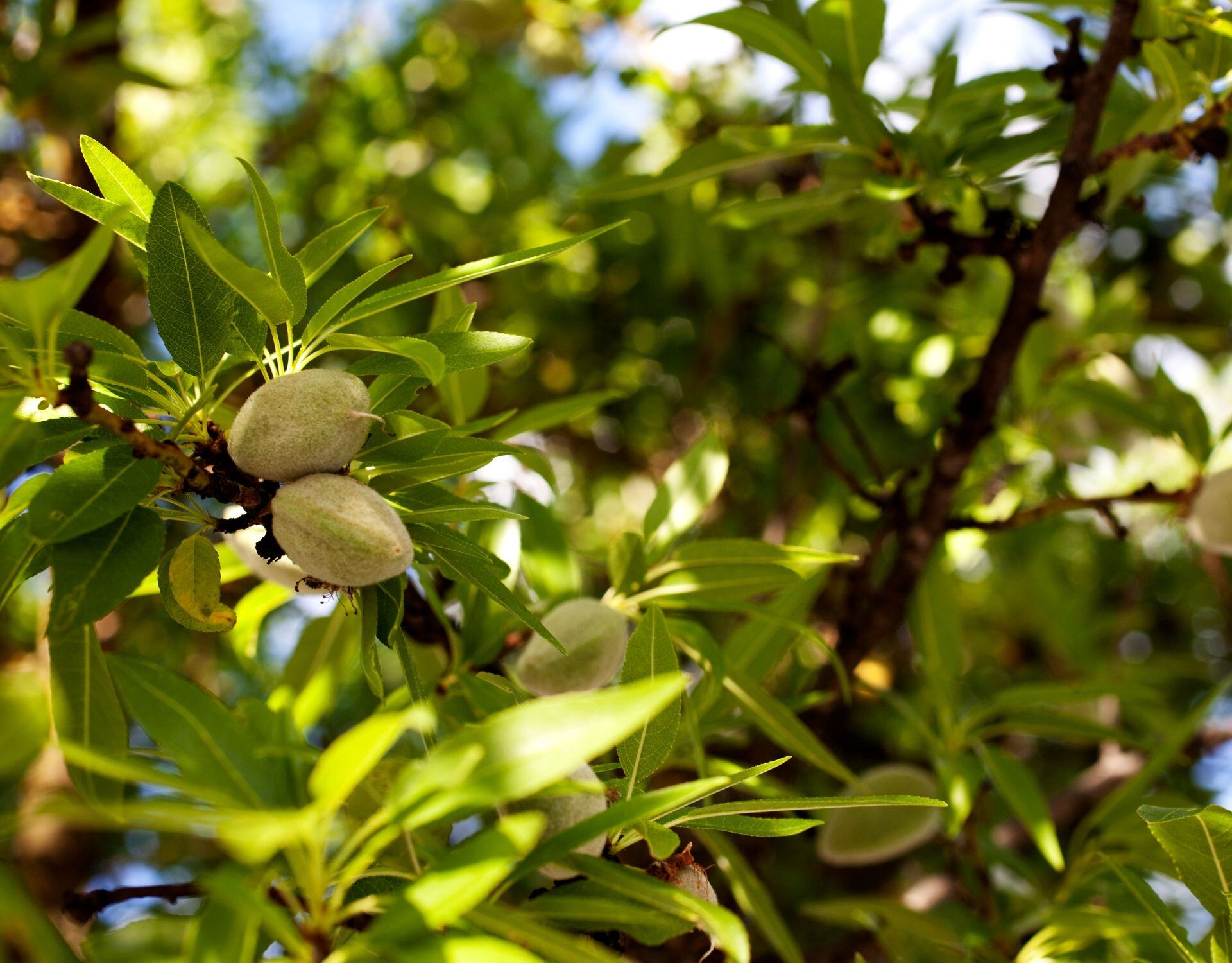 Top Diseases Affecting Almonds