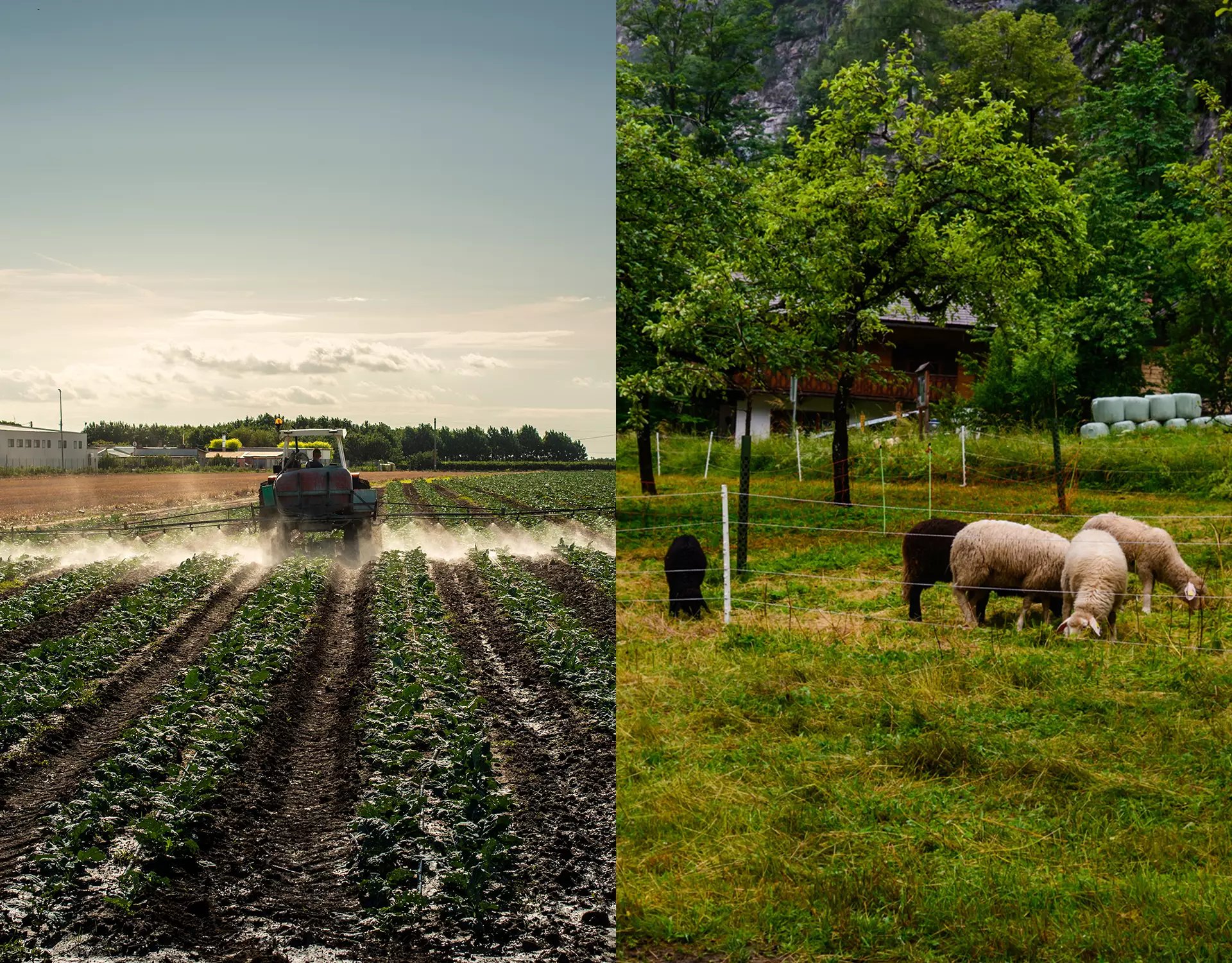 becrop-rate-bkg