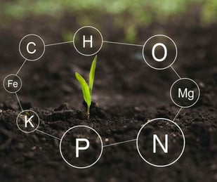 Nutrición de las plantas (vías de nutrición)