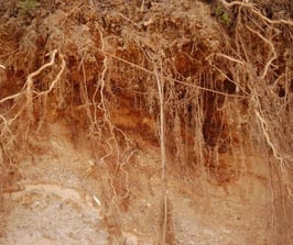 Rizosfera