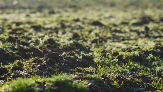 Soil
