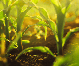 Imagen de cultivo