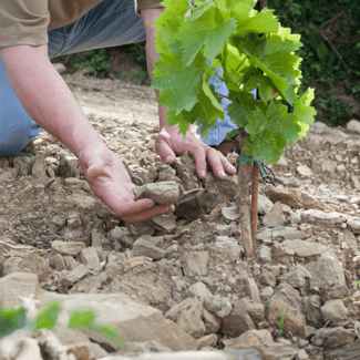 El suelo, el terruño y la elaboración del vino